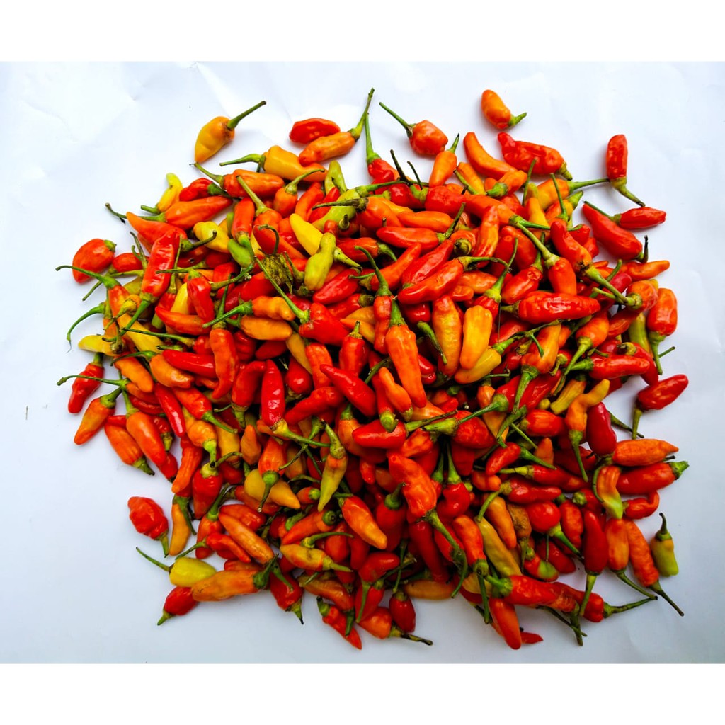 

CABE RAWIT MERAH
