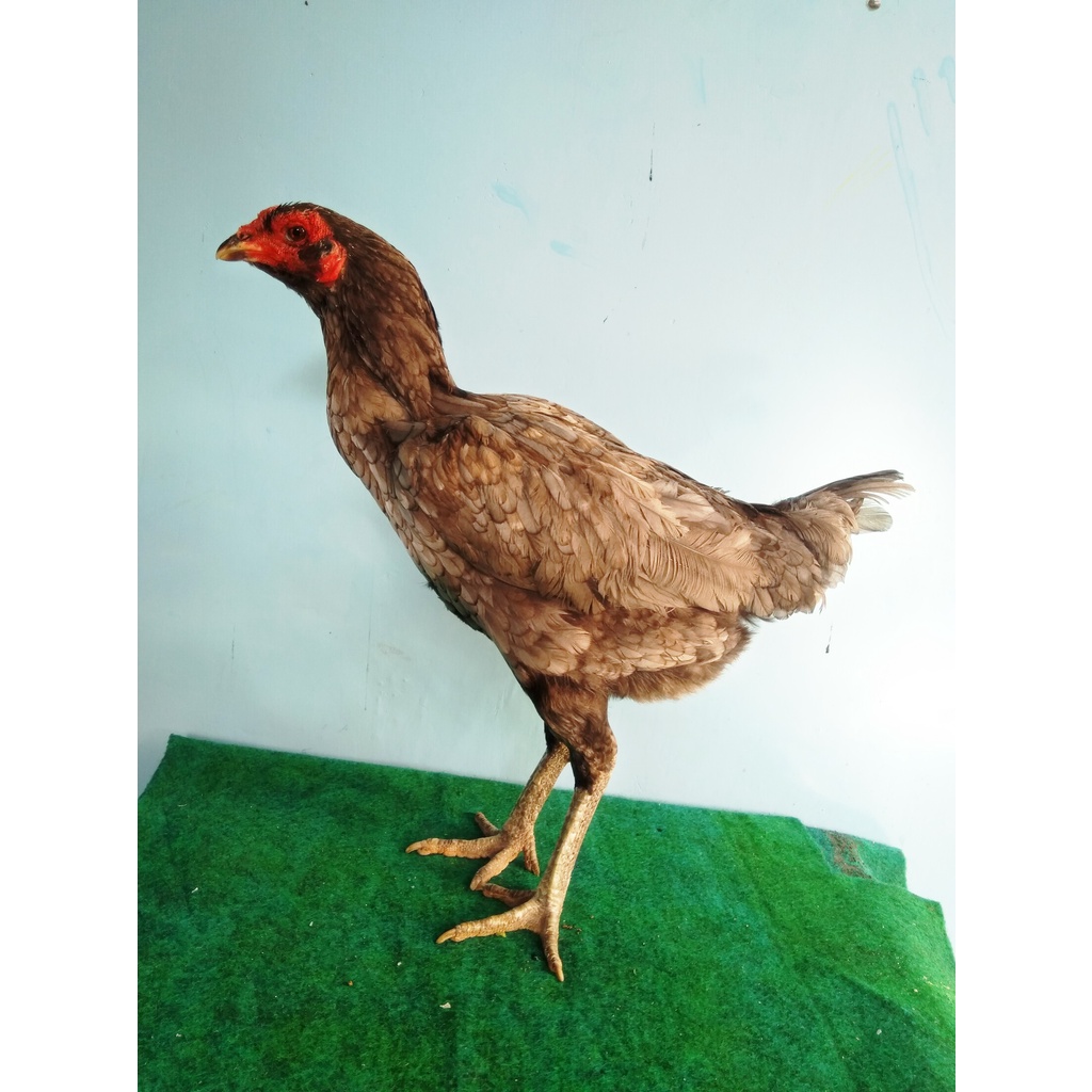 jual kandang ayam bangkok semarang