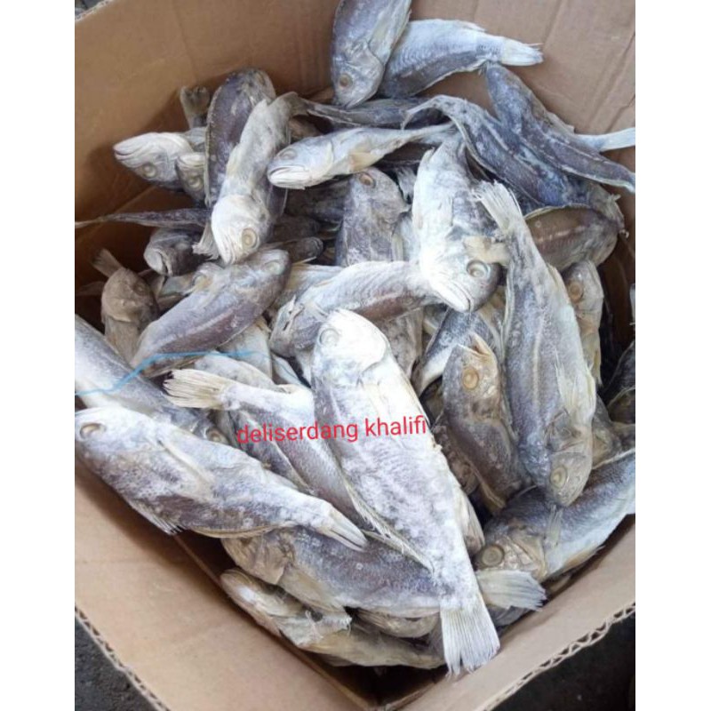 

IKAN ASIN KEPALA BATU