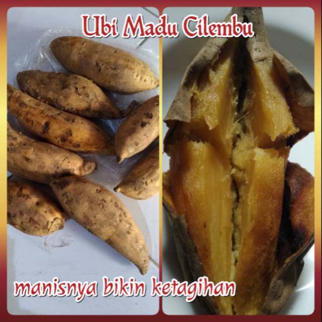 

Ubi Madu Cilembu per kg