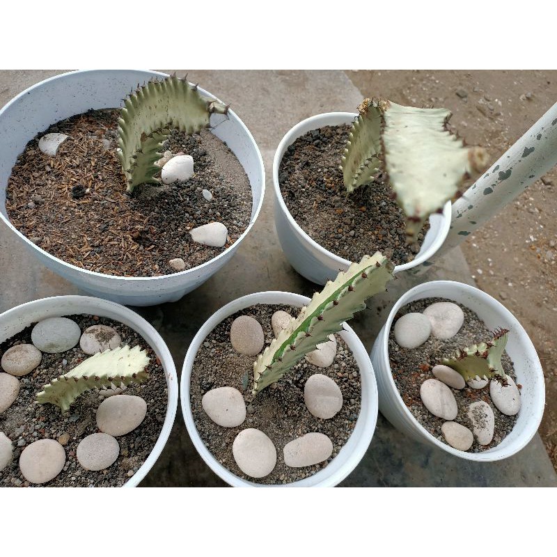 Kaktus tulang putih tanaman hias