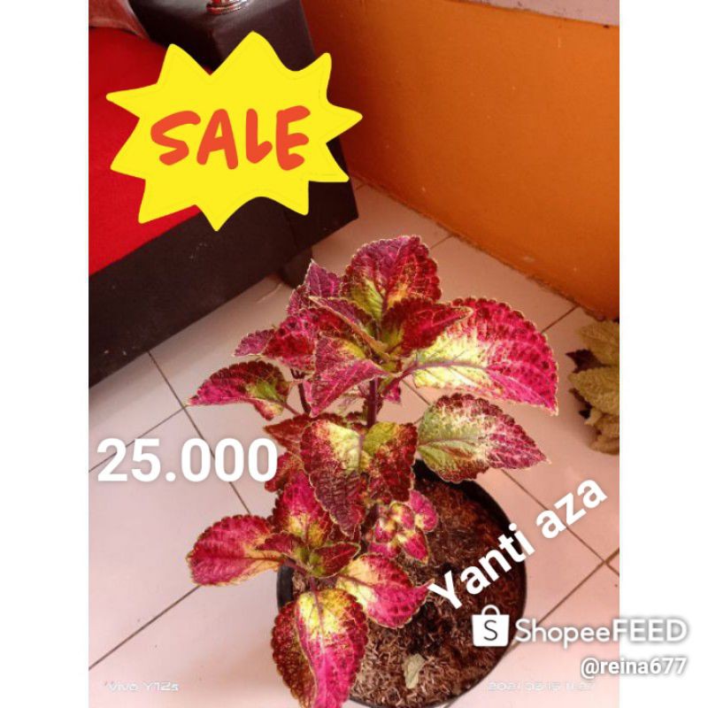 Tanaman Hias Miana/Coleus berakar