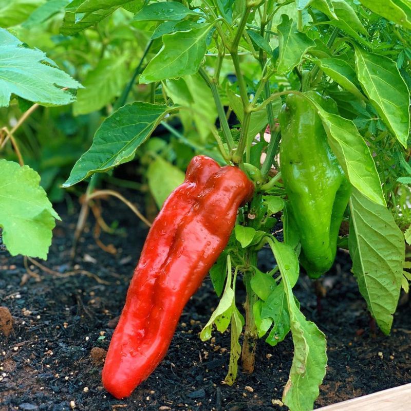 Benih dan Bibit Cabe RED ITALIAN PEPPER, ukuran jumbo