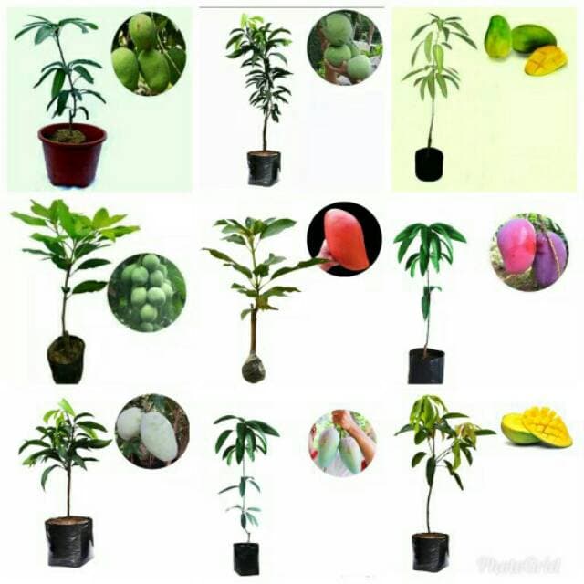 9 paket bibit buah mangga super