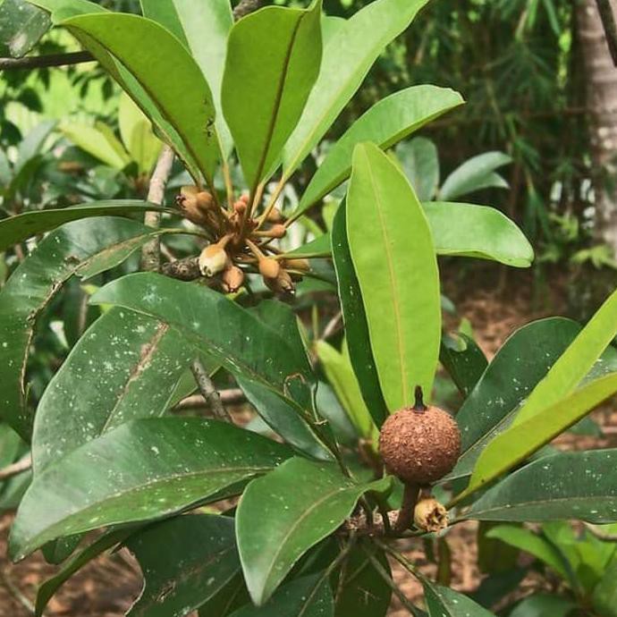 Paket 6 bibit sawo jumbo sawo alano jumbo sawo manis jumbo - WISATA AGROTANI MULIA