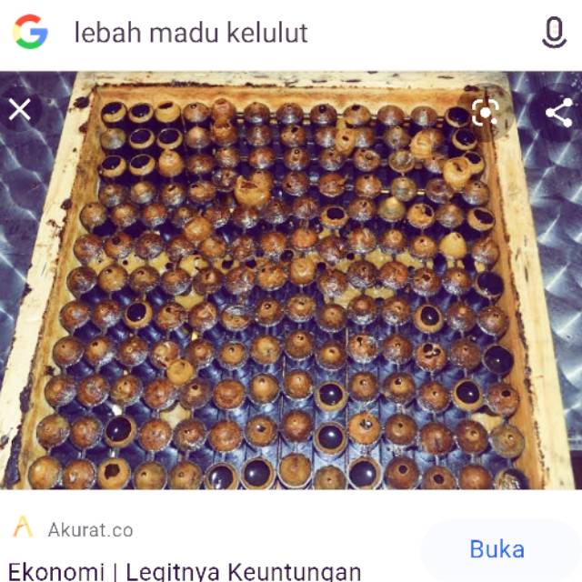 

Madu kelulut asli Kalimantan sebagai penguat imun tubuh yang luar biasa bagus