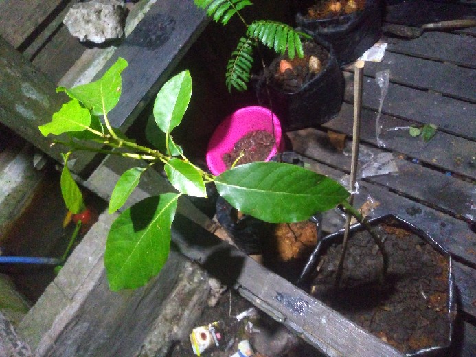 Bibit Alpukat Mentega