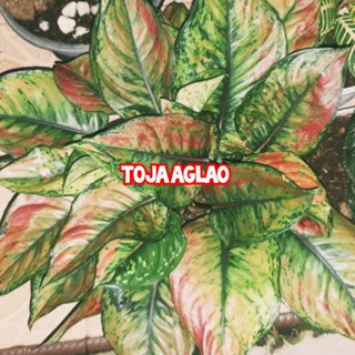 Aglonema Heng Heng Mutasi Tips dan Trik Pertanian Aglonema Heng Heng Mutasi Tips dan Trik Pertanian