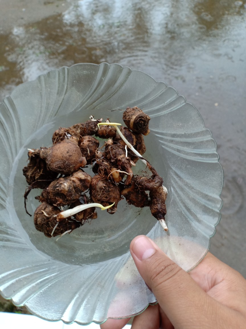 Cladium White Qween Bonggolan