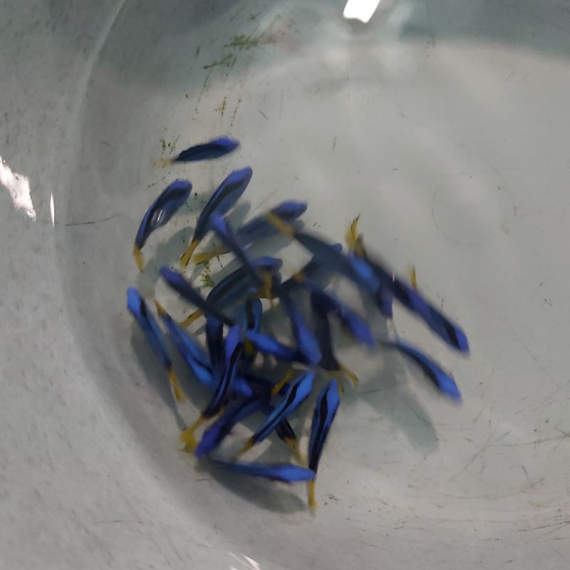 IKAN HIAS LAUT LETTER SIX / DORI