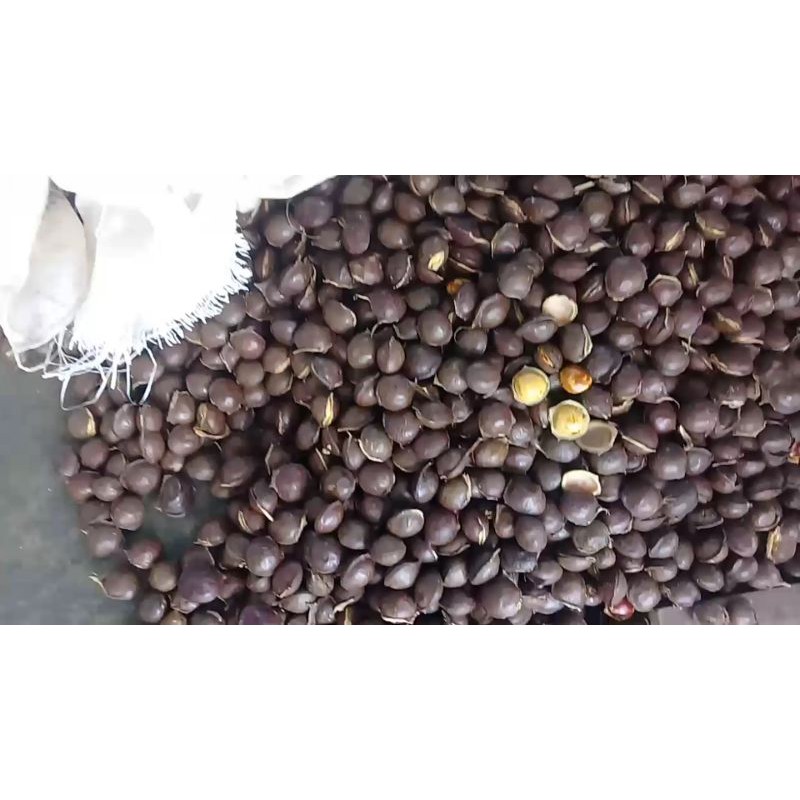 

Jengkol untuk kerupuk