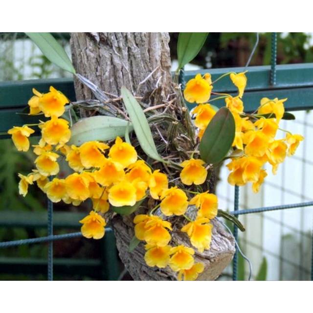 Anggrek Dendrobium dewasa agregatum siap bunga