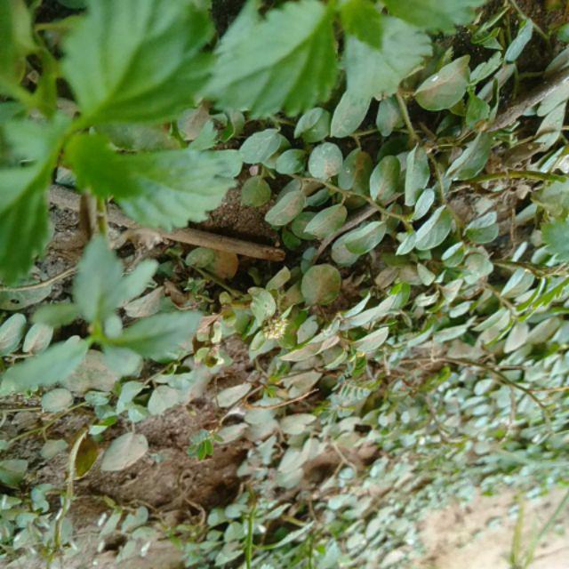 Batik Sarimbit / Batik Keluarga Baju Keluarga Set Murah Terbaru