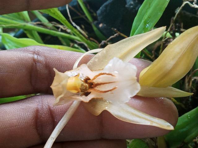 anggrek species salomincolor