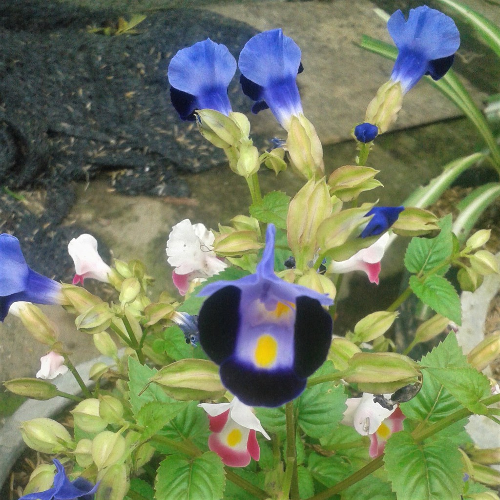 Bibit Bunga Torenia (Mata Kucing) Deep Blue