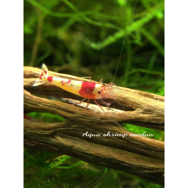 Udang Hias PRL (Pure Red Line) /Udang Impor Aquascape