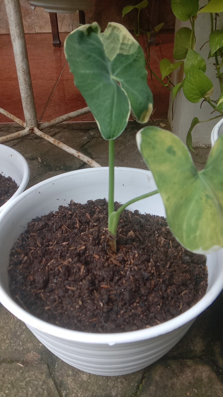 Tanaman Hias Keladi Kantong Semar