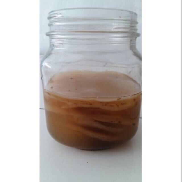 

Jamur kombucha bibit jamur kombucha scoby kombucha