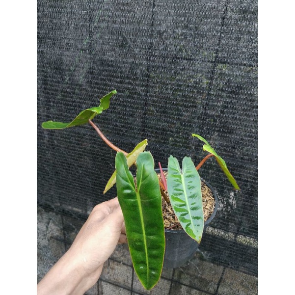 Philodendron billitiae - kabel busi ori