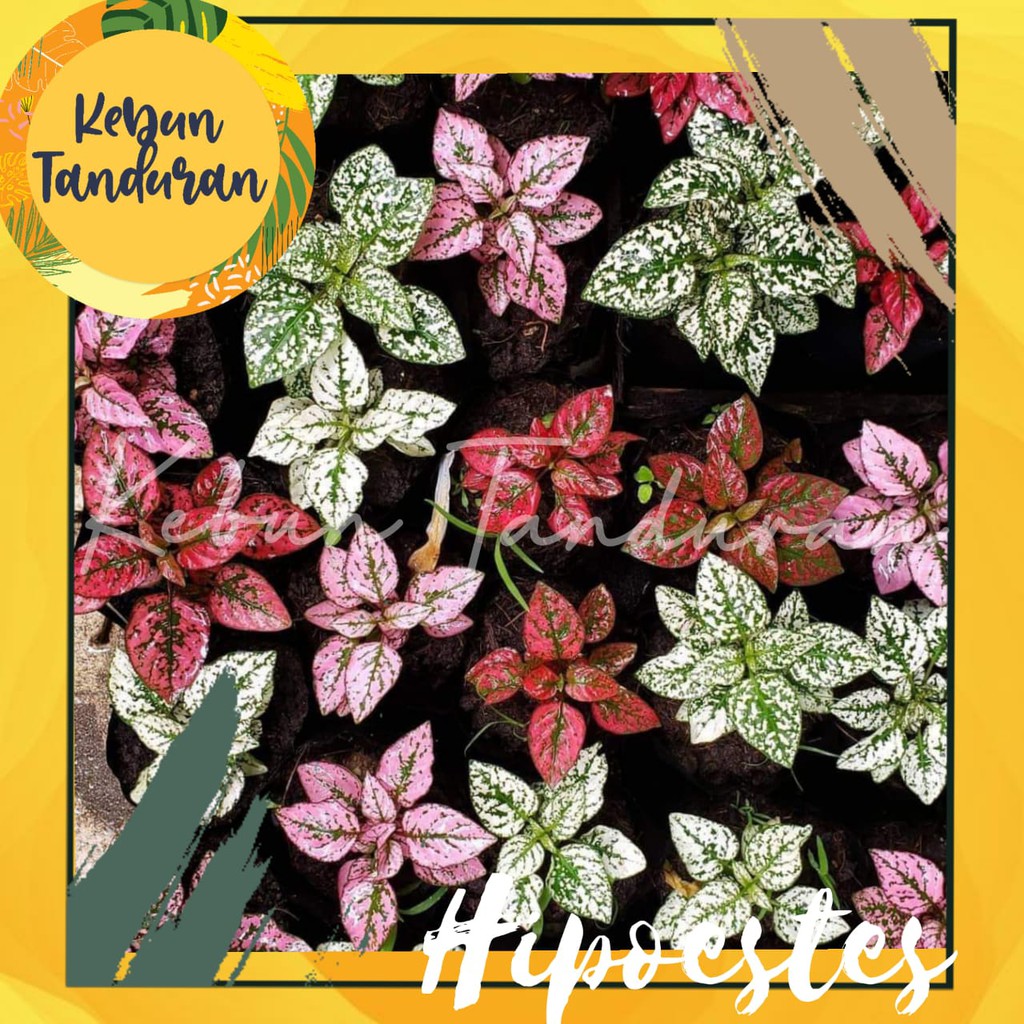 Tanaman Hias Hypoestes Polkadot Hipoestes Tanaman bunga Tanaman Hias Hypoestes Polkadot Hipoestes Tanaman bunga