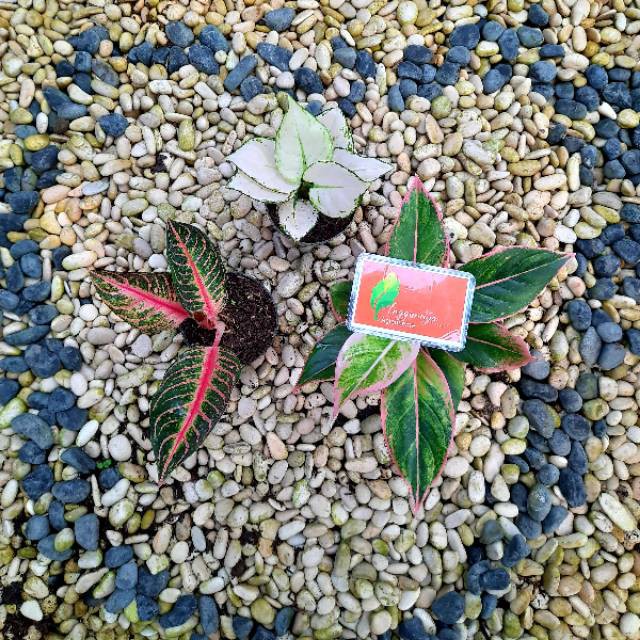 [✅COD] PAKET AGLONEMA - 3 POHON / TANAMAN HIAS AGLONEMA / BUNGA AGLONEMA MURAH PAKET MERIAH