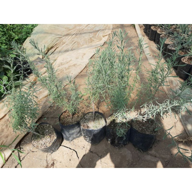 tanaman herbal mexican lavender