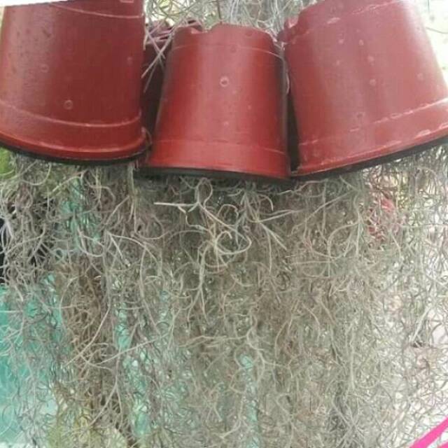 Tanaman hias Janggut Musa/janggut nabi+pot