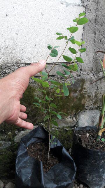 Bibit Anggur Yellow Belgia Super