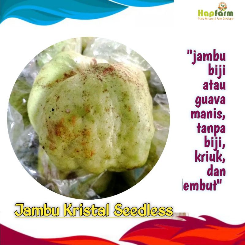 

JAMBU KRISTAL JAMBU BIJI TANPA BIJI MANIS KRIUK LEMBUT HARGA PER 500 GRAM