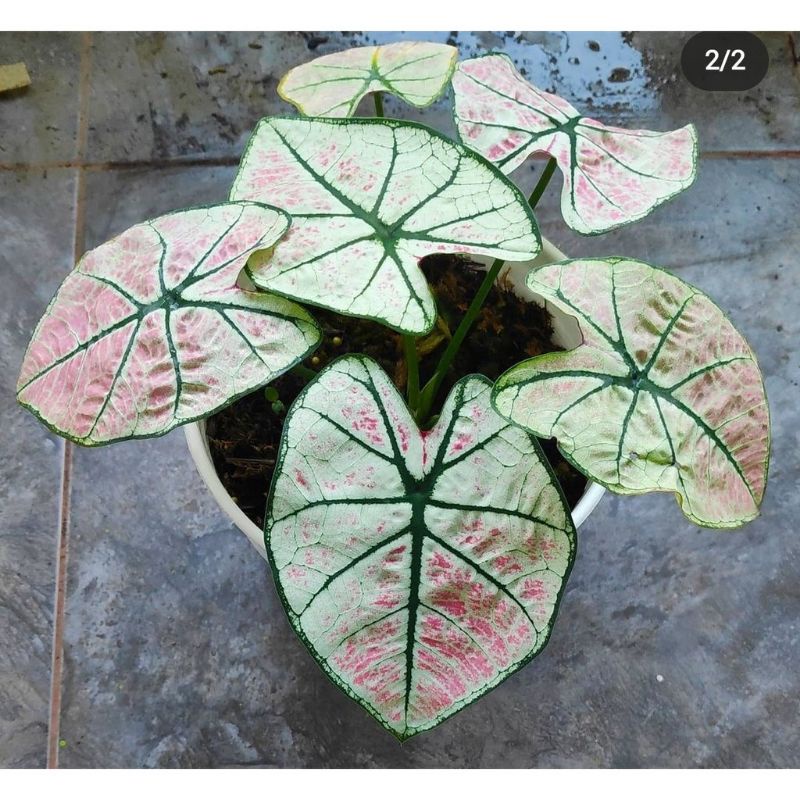 Umbi Caladium Arini menari - keladi hias hybrid import