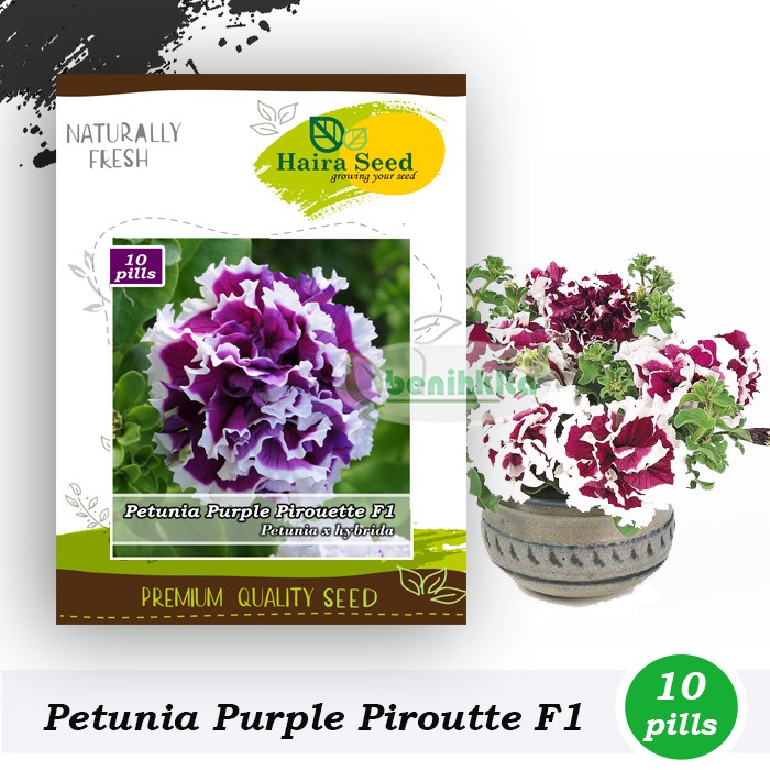 Benih-Bibit Bunga Petunia Purple Pirouette F1 (Haira Seed)