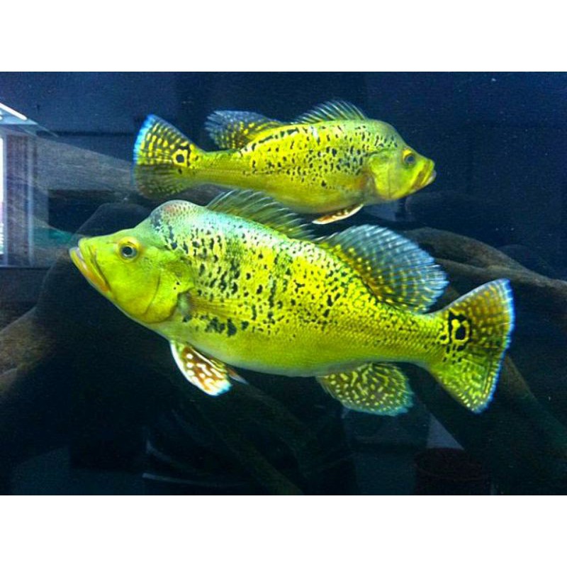Peacock Bass Kelbery Kelbe Pbass American