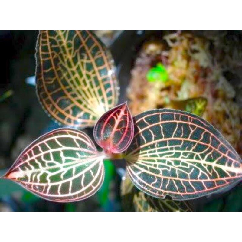 Tanaman hias bunga jewel orchid anoectohillus