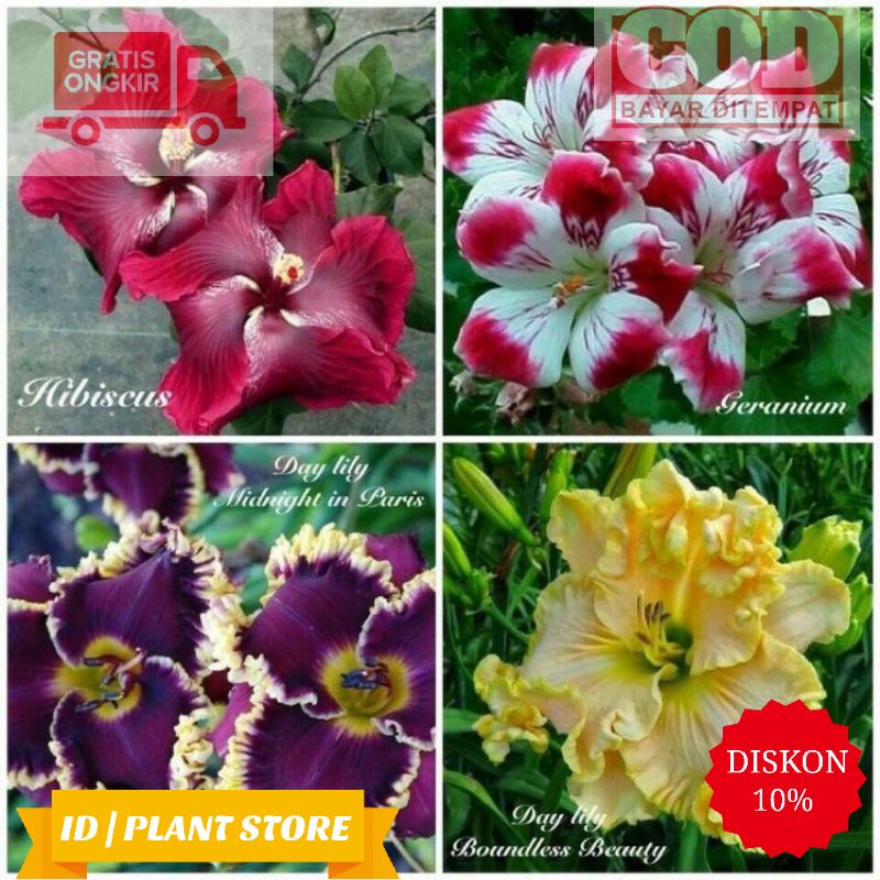 paket 4 bibit bunga adenium-kamboja adenium arabicum-bunga hidup