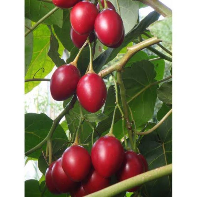 Benih Terong Belanda Terong Merah Tamarillo Benih Terung Belanda