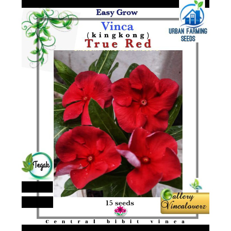 Benih Vinca (kingkong) True Red