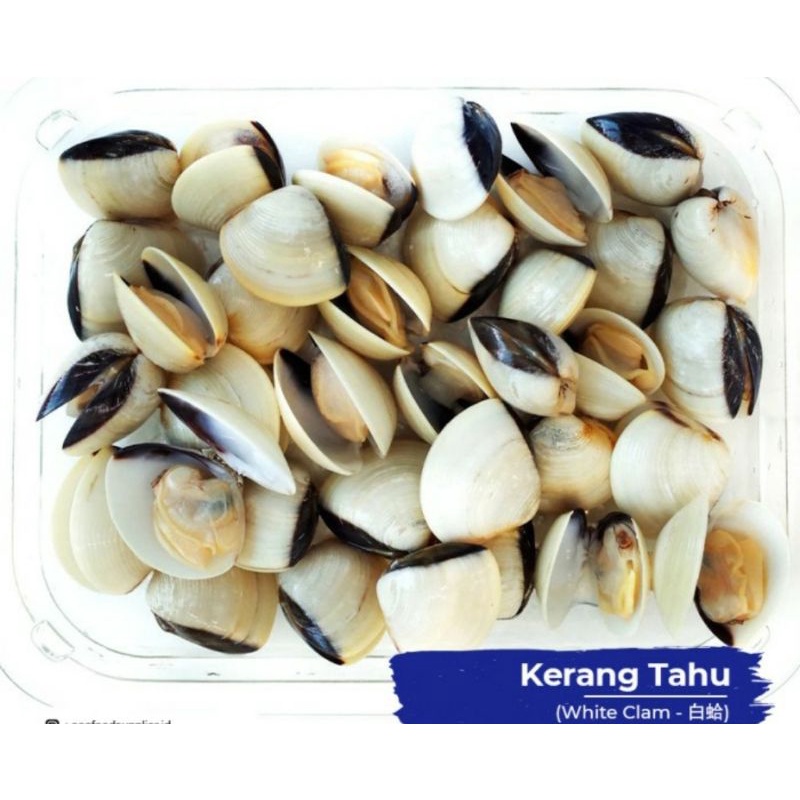 

KERANG TAHU 1KG FRESH FROZEN TERLARIS TERMURAH TERDEKAT