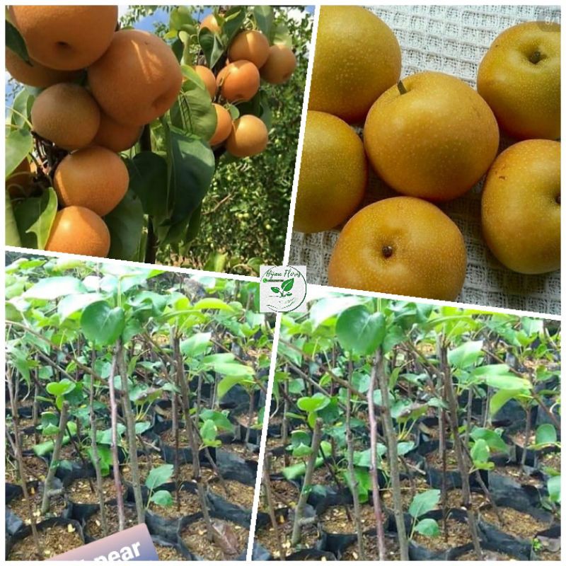 

pear asia