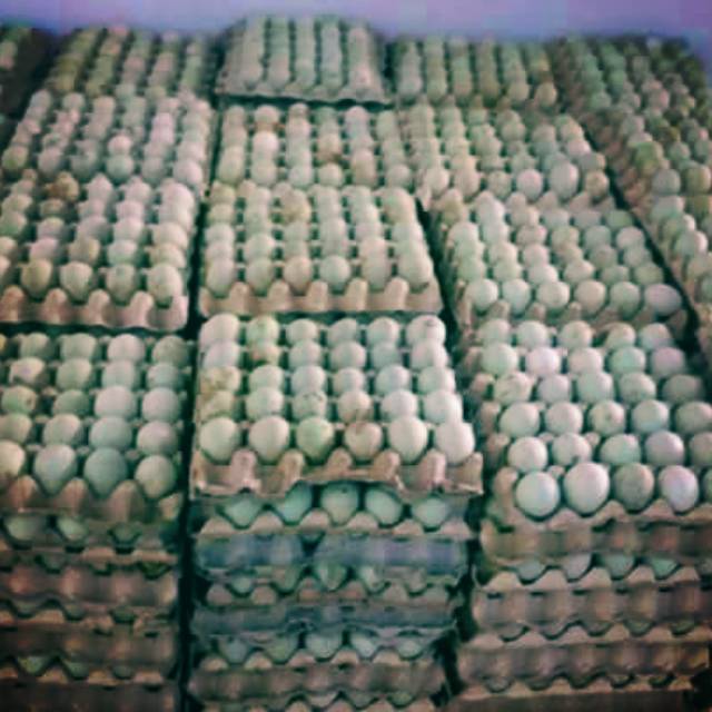 

Telur bebek