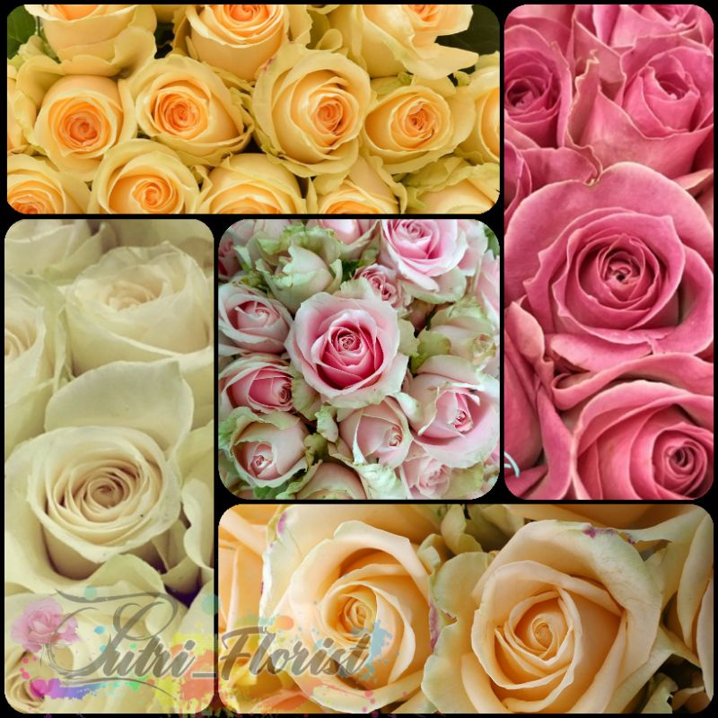 Bunga Potong Mawar Holland Fresh 1 ikat 25 Tangkai (Murah)