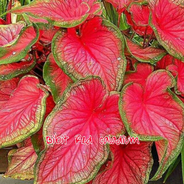 Bibit Bunga Red Caladium Shopee Indonesia