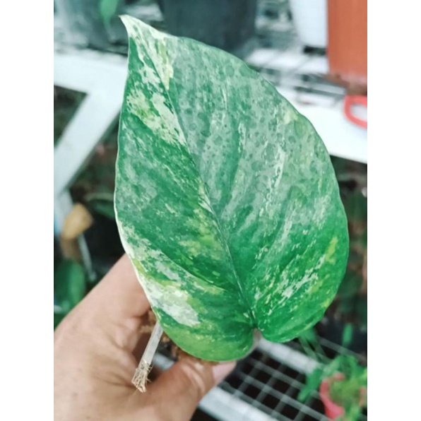 epipremnum sp Bali Hanoman