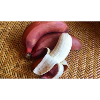 BIBIT UNGGUL !!!, Jual Bibit Pisang Susu Merah, Jual Bibit Pisang