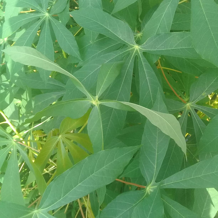 

sayurHD Daun singkong perikat