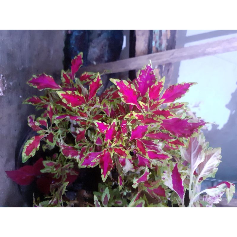 Bunga Miana/jawer kotok /coleus /iler