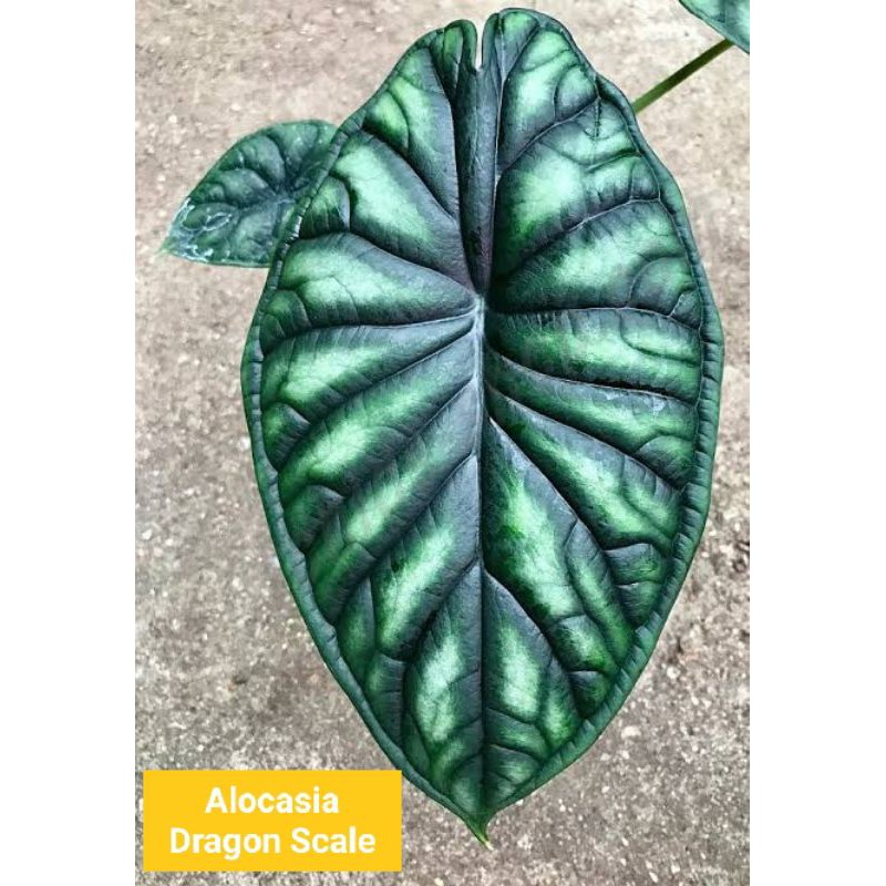 1 ONS Bonggol / Pucuk Utuh/Kuncup/Umbi Bawah Alocasia Baginda/Dragon Scale Kalimantan termurah
