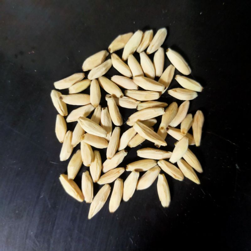 Biji/Seed Ownjam x WangDD (Adenium Arabicum/Karakter)