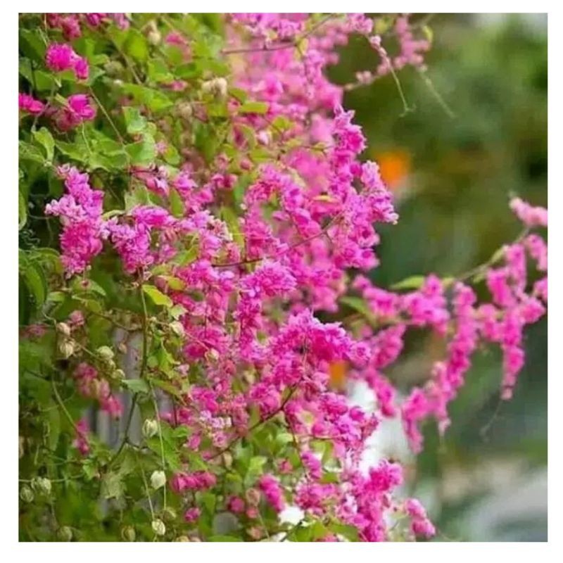 Tanaman Hias Air Mata Pengantin - Bunga Air Mata Pengantin