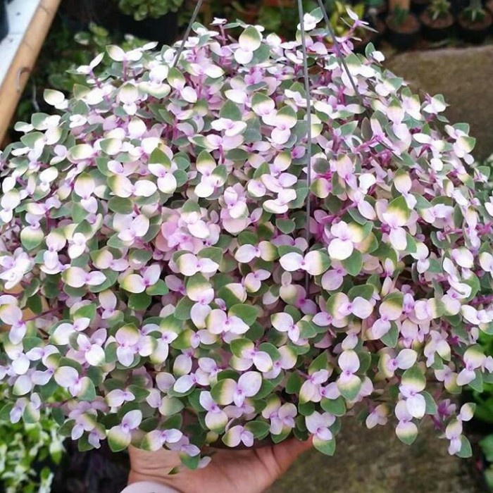 Tanaman Hias Kribo gantung Varigata (berakar)