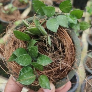 hoya krohniana splash